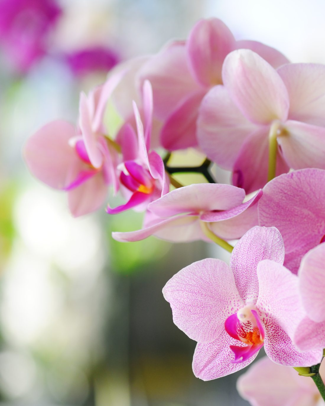Pink orchids in bloom