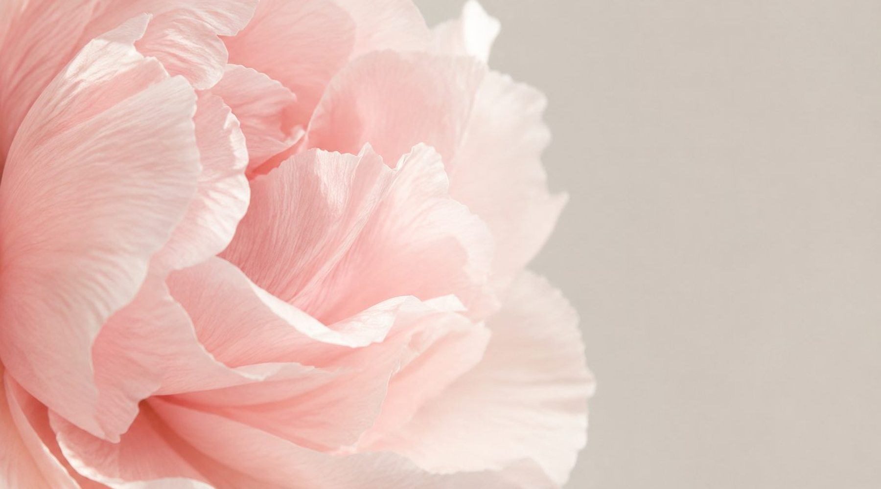 Soft pink peony, up close