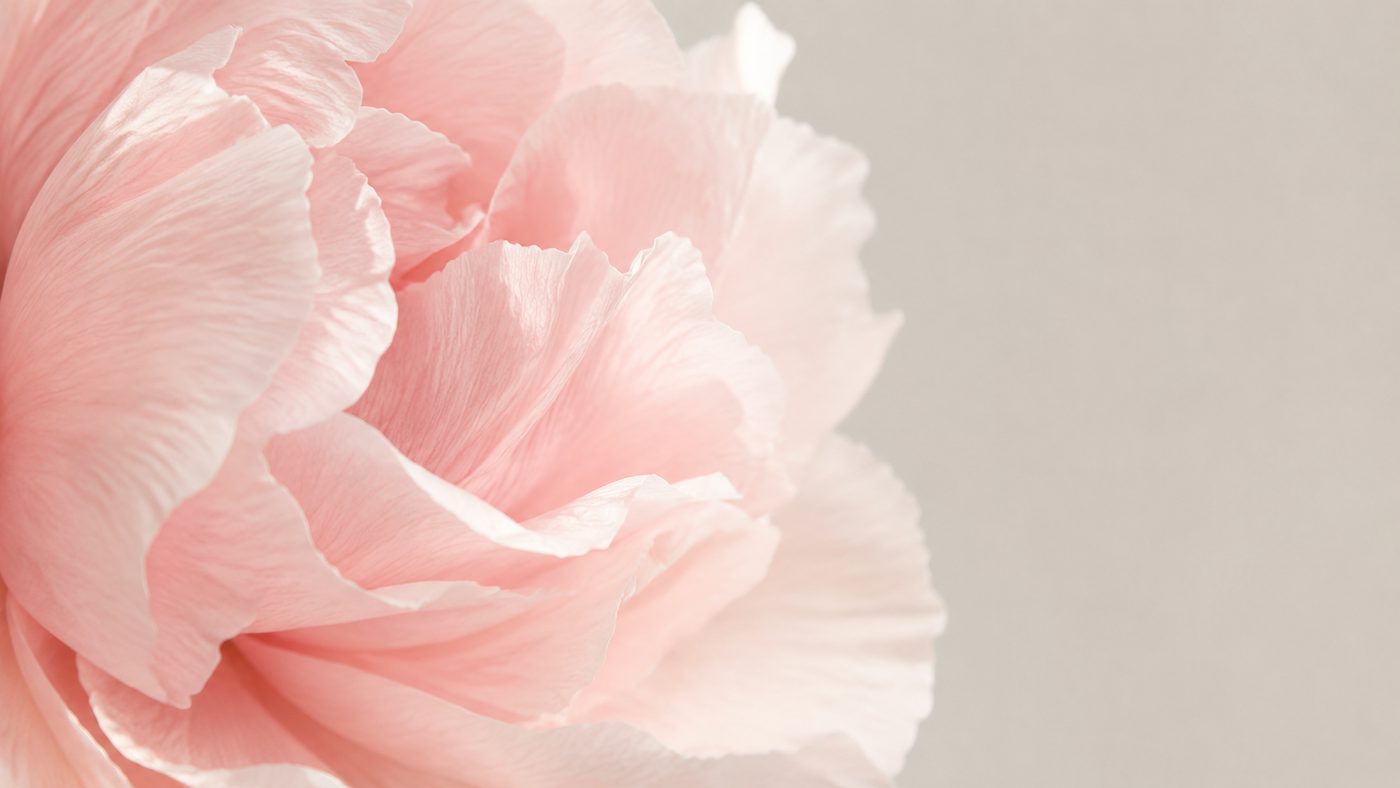 Soft pink peony